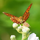 Marbled Fritillary