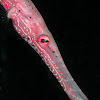 Trumpetfish