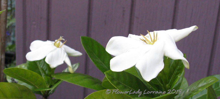 [04-19-tahitian-gardenias%5B4%5D]