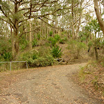 Turn in trail near Mt Sugarloaf summit (324125)