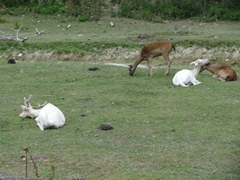 2018.07.19-013 daims et cerfs sika