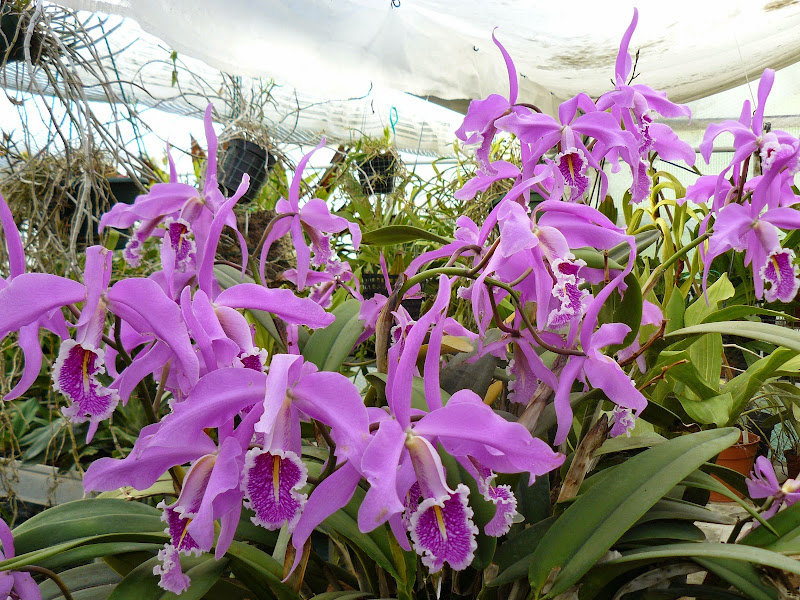 Cattleya maxima - Page 2 P1040722