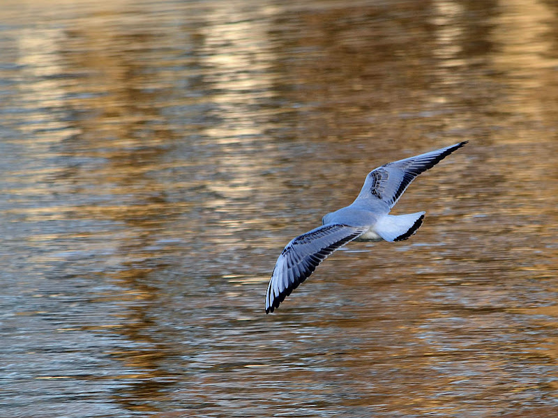 Mouettes... again D7K_0931