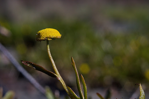 Cotula coronopifolia