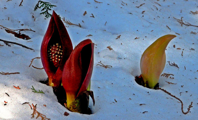 Repolho de gambá, a planta de sangue quente