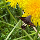 Nessus Sphinx Moth