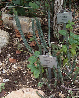 Euphorbia louwii