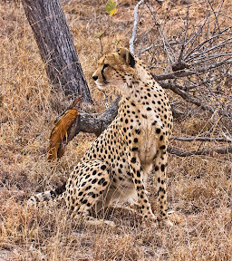 Male Cheetah, South Africa