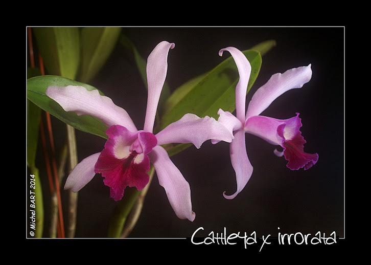 Cattleya x irrorata  (Schilleriana grex 1898) Cattleya_xirrorata