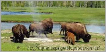 Yellowstone animais nativos parque