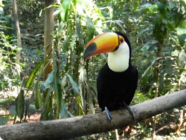 tucan