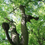 Arbres à moignons meurtris lors des bombardements