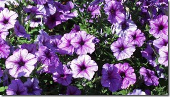 petunia-do-campo