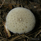 Gem-studded Puffball, Common Puffball, Devil's Snuffbox