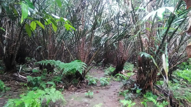 Perkebunan Salak di Juwuklegi