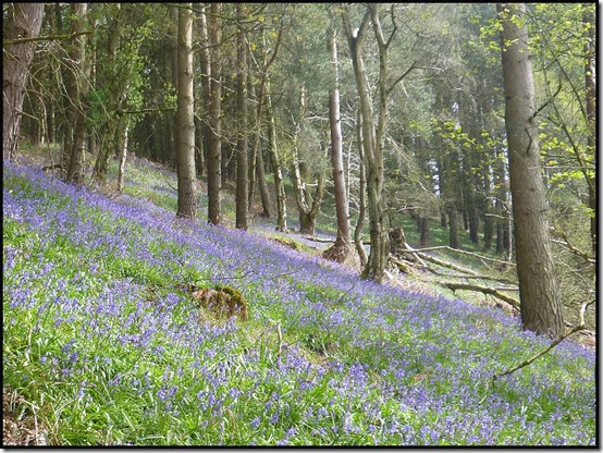 0624bluebells1