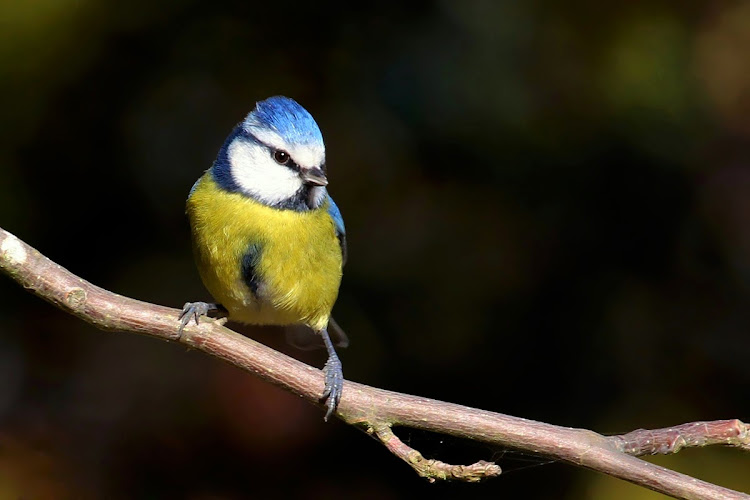 Chapim-azul (Parus caeruleus) IMG_4332+%25282%2529