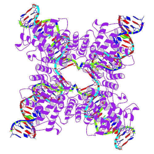 파일:external/www.rcsb.org/3CRX_bio_r_500.jpg