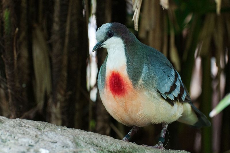 luzon bleeding heart