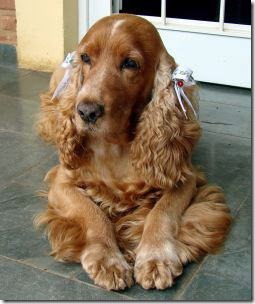 cocker spaniel golden