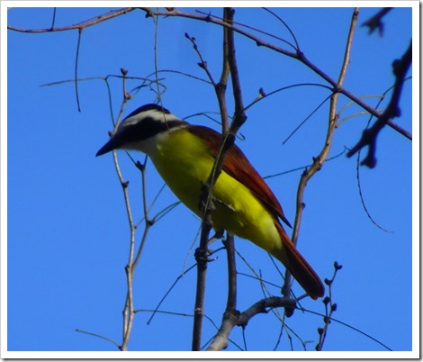 Great Kiskadee