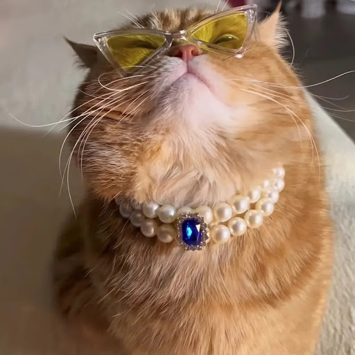 Title 2, Pet Square Gem Collar Loves And Cats Photo - A ...