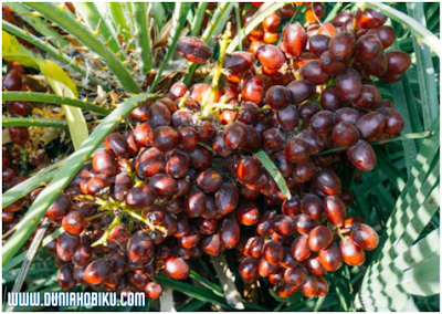 BUAH KELAPA SAWIT