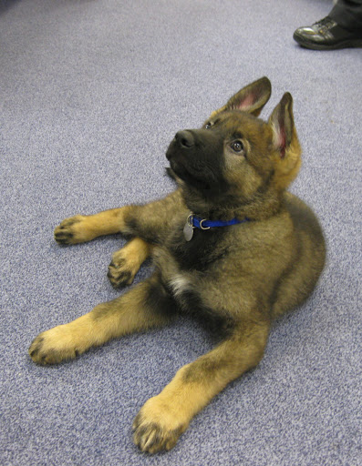 dog-training photo:schutzhund dog training 