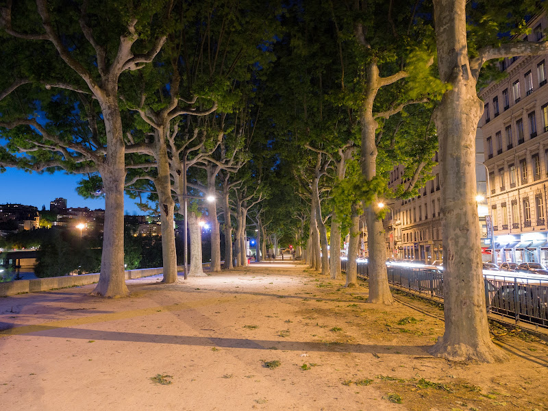 Platanes nocturnes 16052014-P1060034