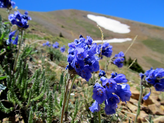 Penstemon