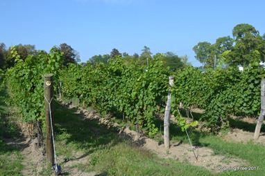 Wine grapes