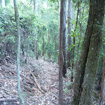 Narrow track east of Wollombi Brook (365138)