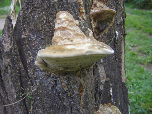 Cosecha Casera de Fomes Fomentarius. DSC01707