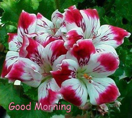 Sweet Whatsapp Good Morning Pictures Sweet Whatsapp Good Morning