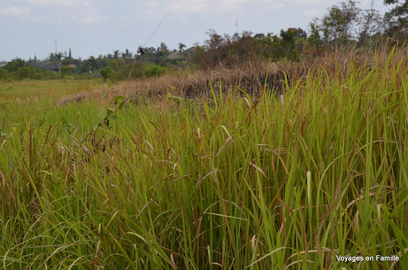 Campuhan ridge - elephant grass