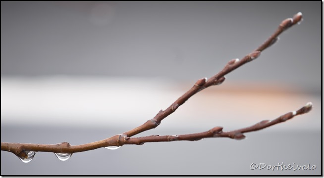 _SNG8525 _SNG8525