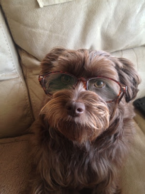 cute dog wearing glasses