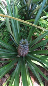 Pineapple