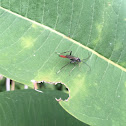 Ichneumon wasp