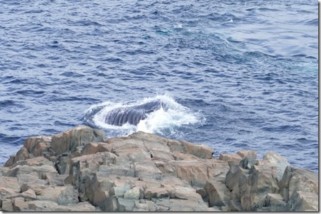 nl_bonavista_cape_d3_22 - Cropped