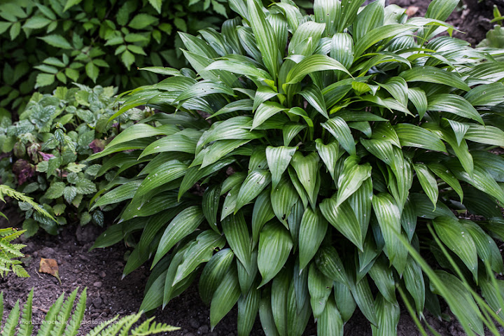 Hosta Lancifolia Hosta-lancifolia-130716-101rm