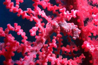 pink corals in Guindulman, Bohol