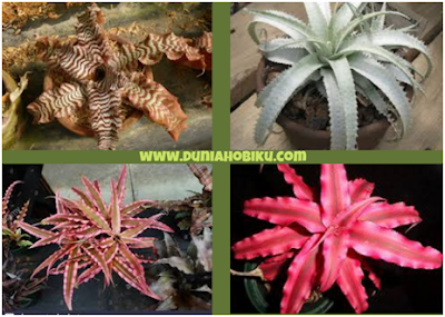 Gambar Bromelia Cryptanthus