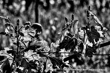 1 maggio 2014 Vesime. Loazzolo e Canelli - fotografia di Vittorio Ubertone