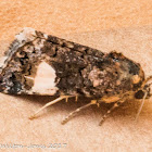 Four-spotted Moth