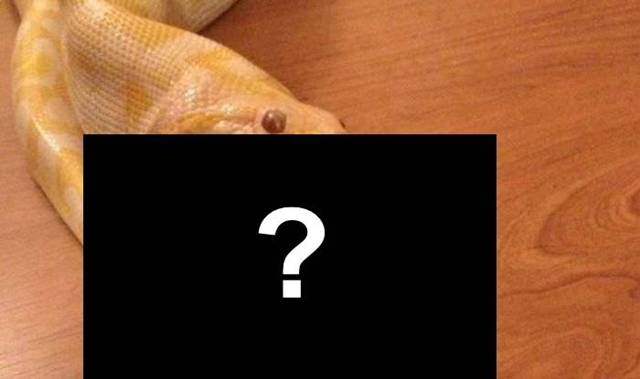 Pavan Mickey Hungry Python Eating Another Python