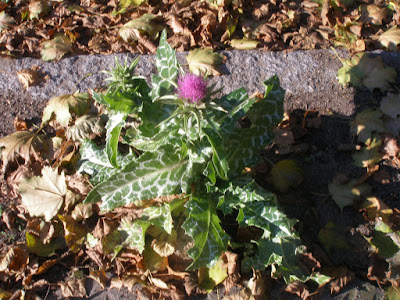 Distel, Waldstraße, Hessenwinkel, Rahnsdorf