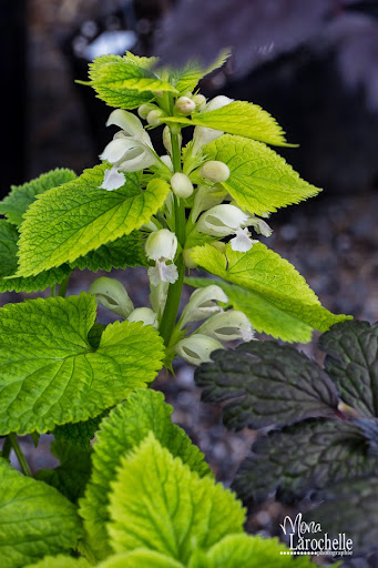 Lamium orvala Alba Lamium-orvala-140525-150rm