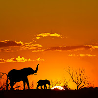 tramonto nel parco Masai Mara di 