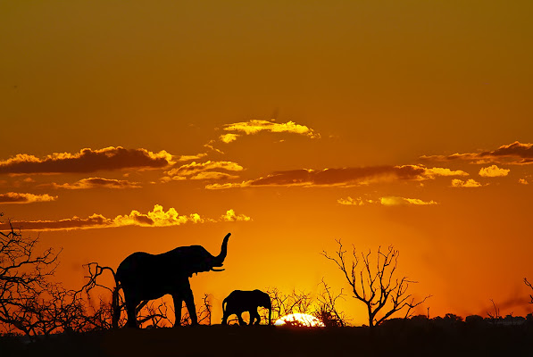 tramonto nel parco Masai Mara di linobeltrame